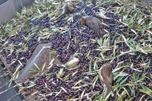 Millones de aves migratorias muertas por la cosecha nocturna del olivar