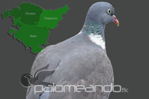 País Vasco esperando la ampliación del período de caza de la paloma torcaz