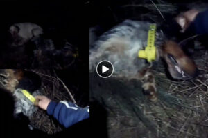 Encuentra a su perro ahorcado en un lazo ilegal cuando cazaba becadas