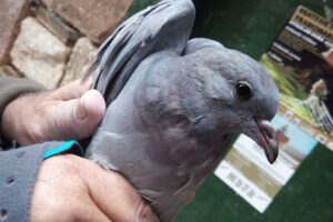 50 palomas zuritas han sido anilladas en Echalar durante estos días