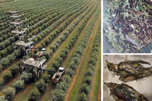 Prohibida la cosecha nocturna en olivares súper intensivos