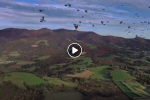 Increíble vídeo de bando de palomas a vista de dron
