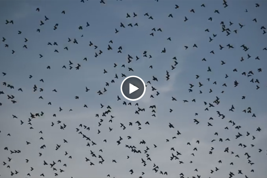 Segundo golpe temporada palomas pirineos