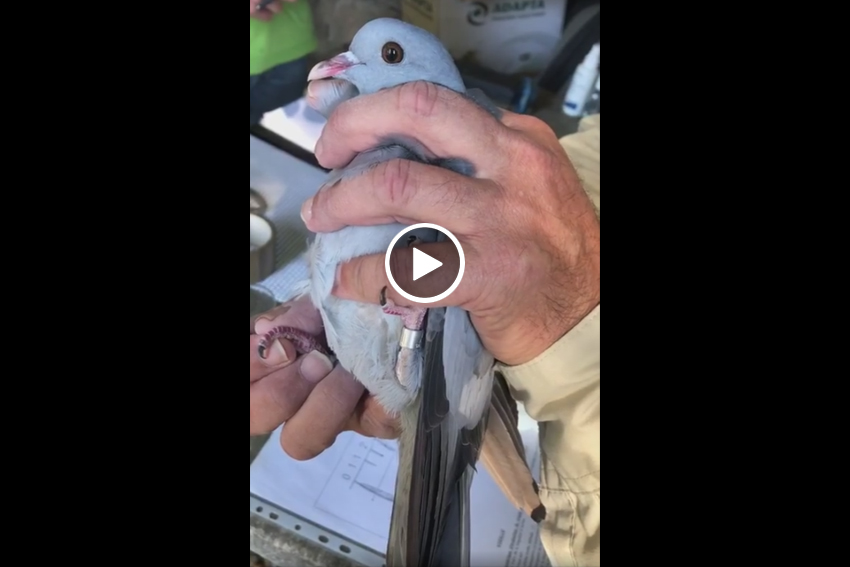 Proceso anillamiento paloma zurita capturada Echalar redes