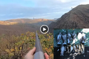 ¡Por fin!: capturas de palomas en un día cualquiera en palomeras navarras durante este videoblog
