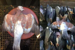 Cazan una paloma torcaz ‘plumirroja’ en País Vasco con las últimas entradas de pase