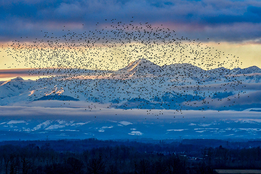 Año de récord con más de 260.000 palomas torcaces en los dormideros de Altos Pirineos