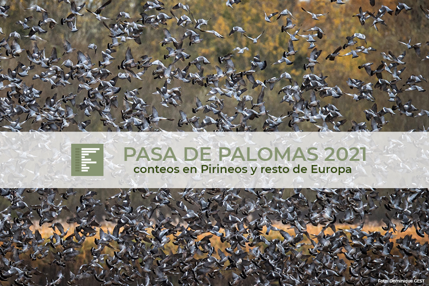 Finaliza la temporada de pase con poco más de 2.000.000 palomas cruzando Pirineos entre octubre y noviembre.