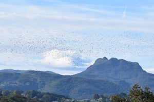 Golpetazo de más de medio millón de palomas cruzando Pirineos