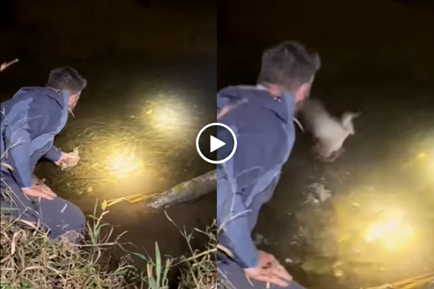 La becada puede posarse y volar desde el agua: este es el vídeo que lo demuestra