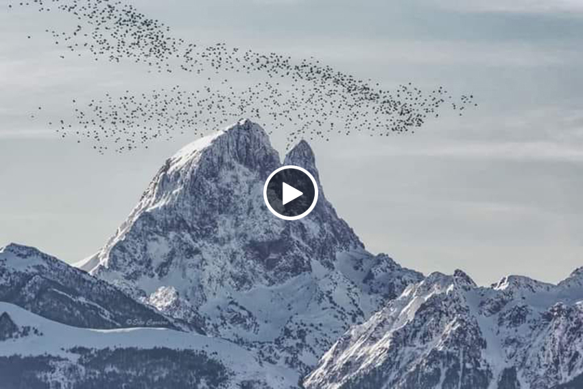 Golpe de pasa histórico: más de millón y medio de palomas cruzaron Pirineos en el mismo día